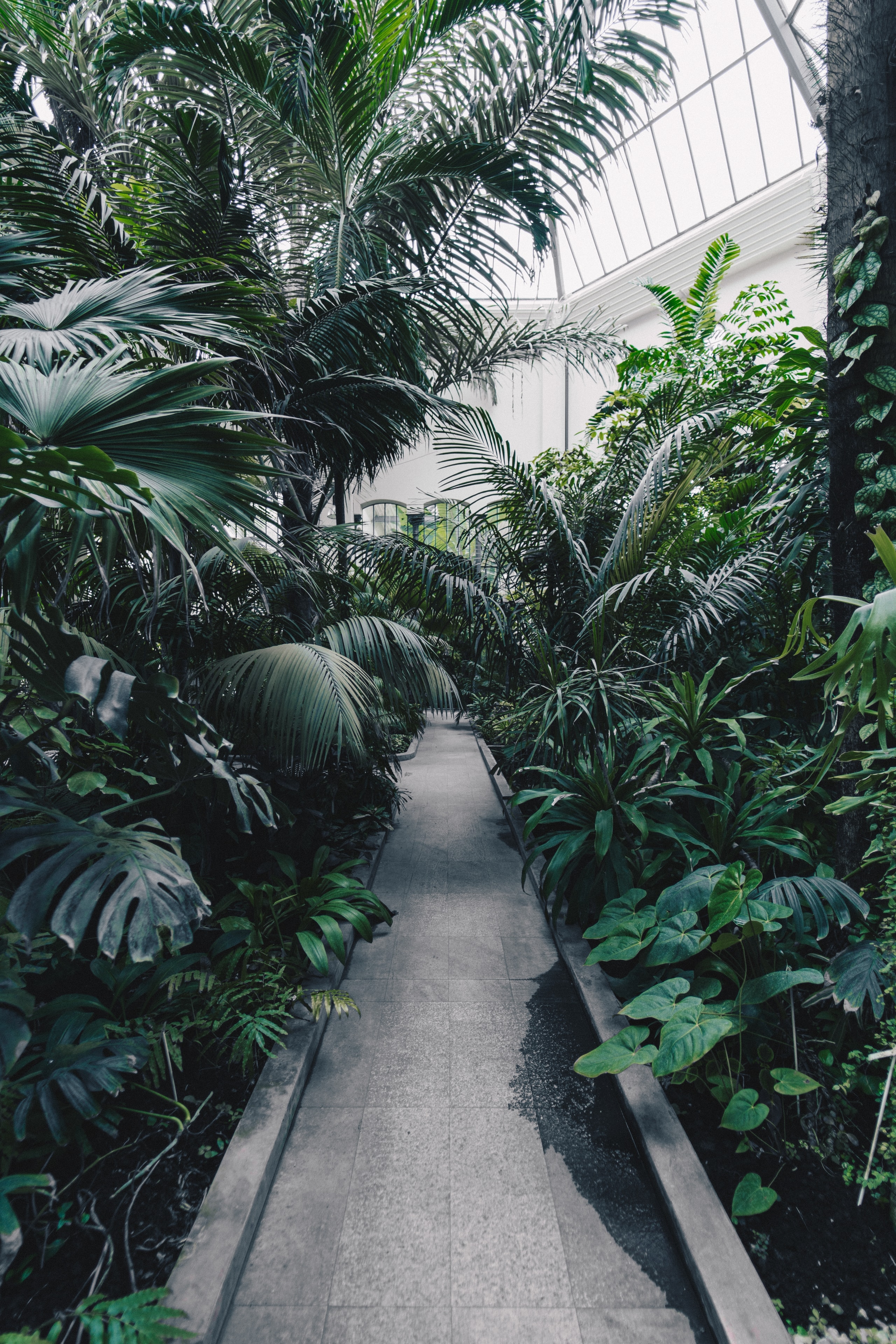 Tropical greenhouse interior with paved walkway through lush plants
