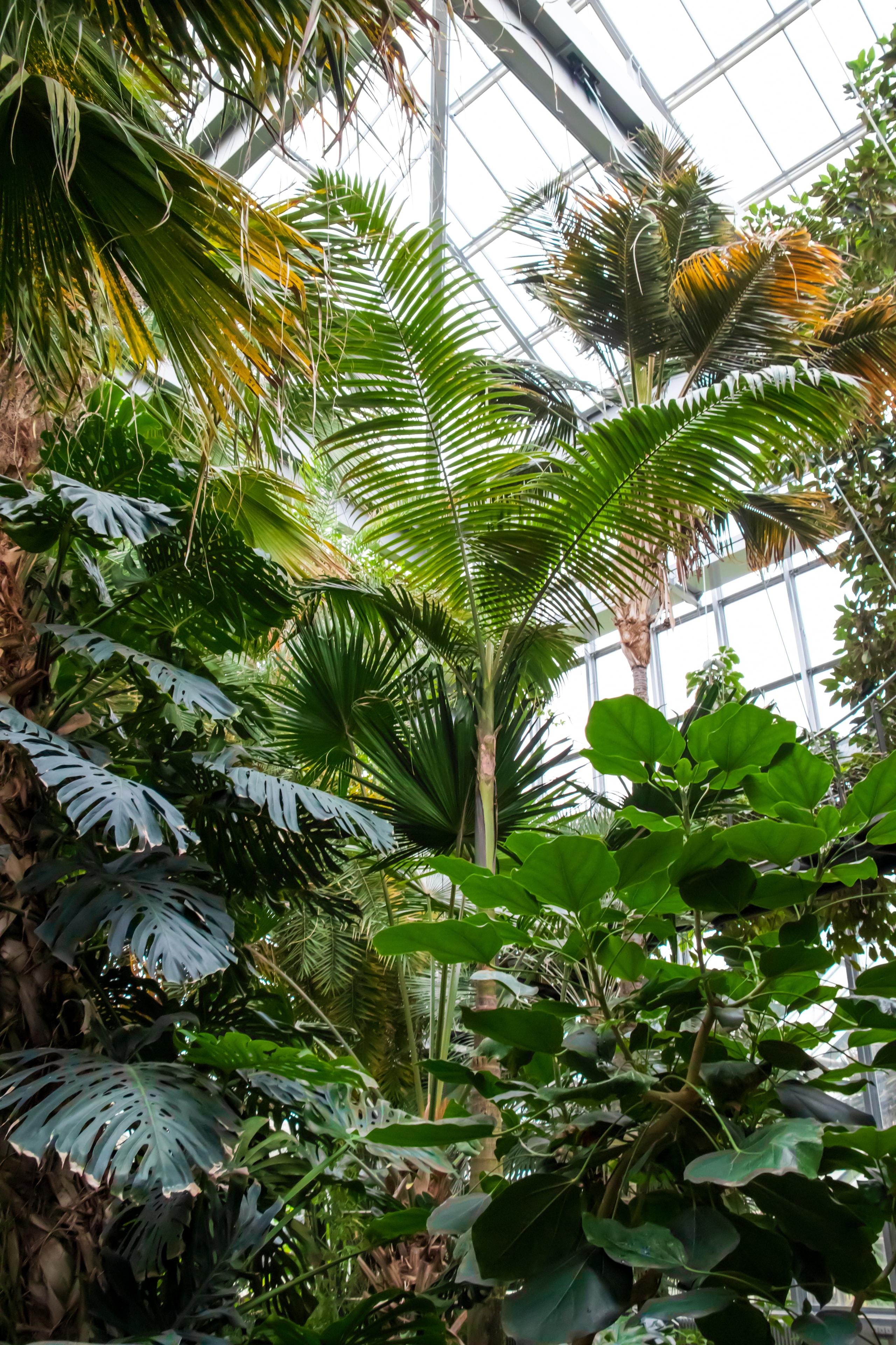 Tall tropical palms and monstera plants inside a glass greenhouse