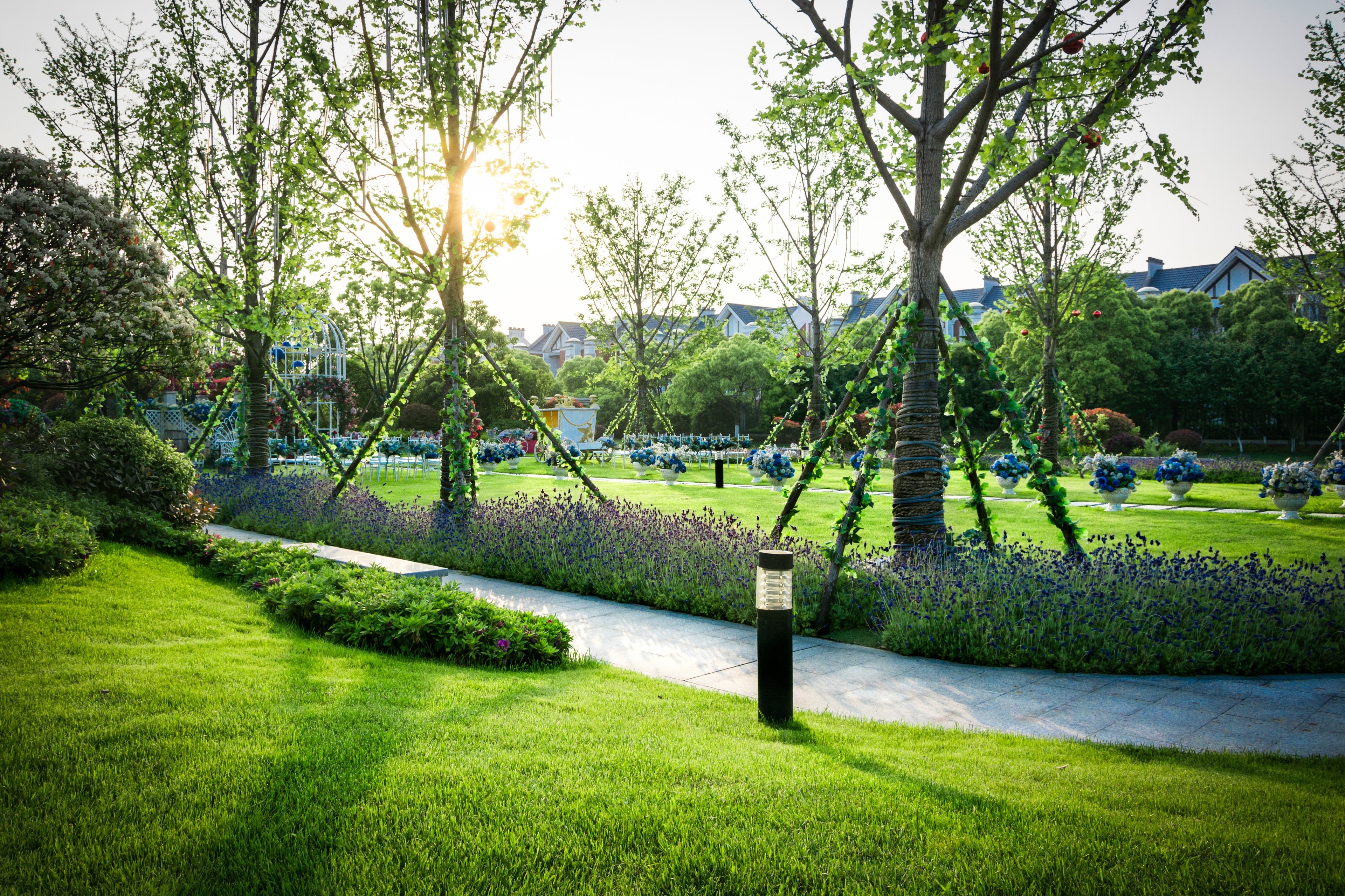 Manicured park with lavender hedges and paved pathway at dawn